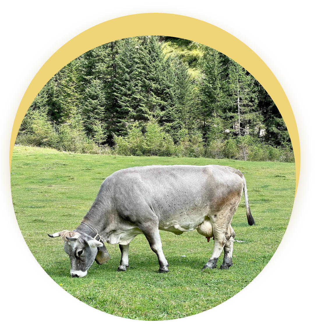 cow